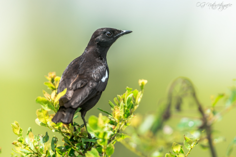 Hadesschmätzer - Sooty Chat