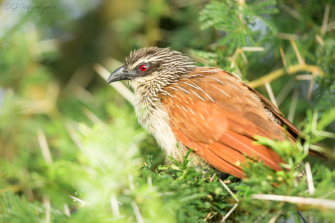 Weißbrauenkuckuck - White-browed Coucal