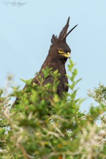 Schopfadler - Long-crested Eagle