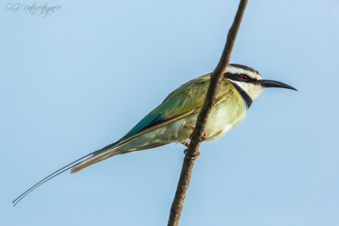 Weißkehlspint - White-throated Bee-eater