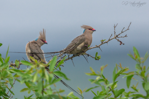 Blaunackenmausvogel - Blue-naped Mousebird