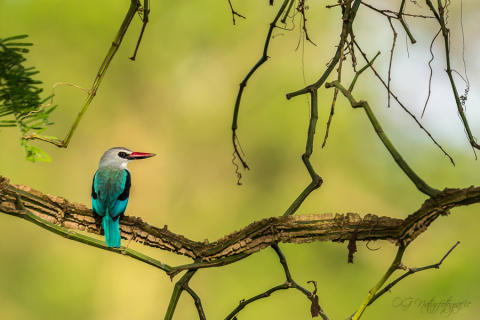 Senegalliest - Woodland Kingfisher