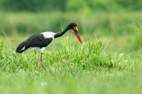 Sattelstorch - Saddle-billed Stork