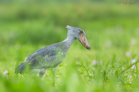 Schuhschnabel - Shoebill