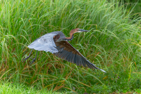 Goliathreiher - Goliath Heron
