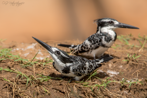 Graufischer - Pied Kingfisher