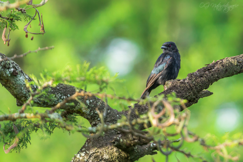 Samtdrongo - Velvet-mantled Drongo