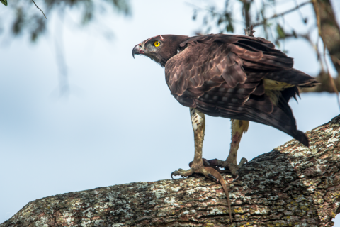 Kampfadler - Martial Eagle