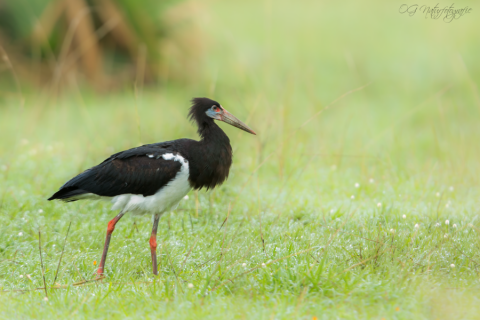 Abdimstorch - Abdim's Stork