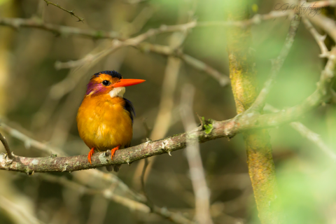 Zwergkönigsfischer - Pygmy Kingfisher