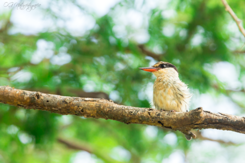 Streifenliest - Striped Kingfisher