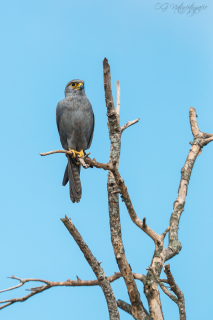 Graufalke - Grey Kestrel