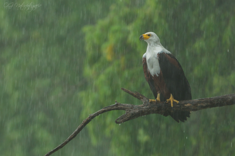 Schreiseeadler - African Fish Eagle