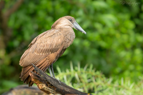 Hammerkopf - Hamerkop