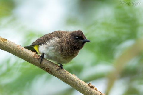 Graubülbül - Common Bulbul