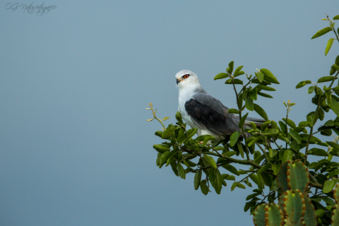 Gleitaar - Black-winged Kite