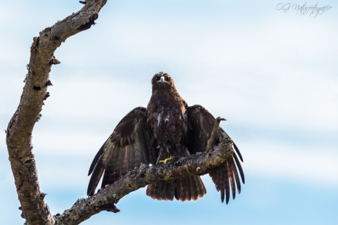 Raubadler - Tawny Eagle