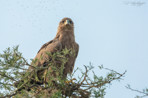 Steppenadler - Steppe Eagle