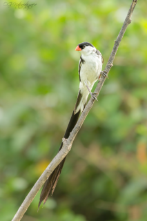 Dominikanerwitwe - Pin-tailed Wydah