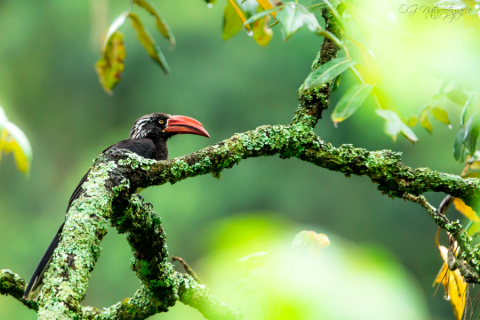 Kronentoko - Crowned Hornbill