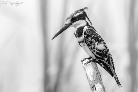 Graufischer - Pied Kingfisher