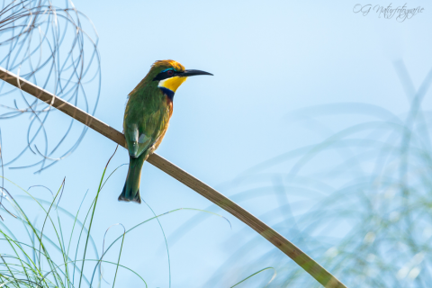 Blaubrustspint - Blue-breasted Bee-eater