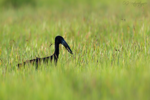 Mohrenklaffschnabel - African Openbill