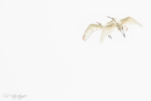 Löffler - Eurasian Spoonbill
