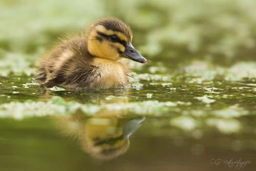 Stockentenküken - Duckling