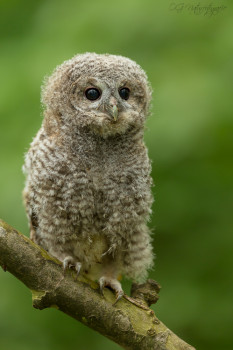 Waldkauz - Tawny Owlet