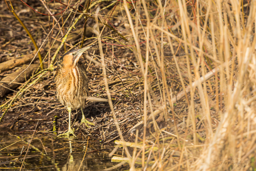 Rohrdommel - Eurasian bittern