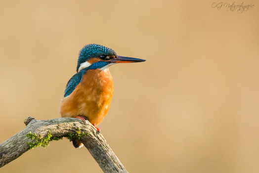 Eisvogel - Kingfisher