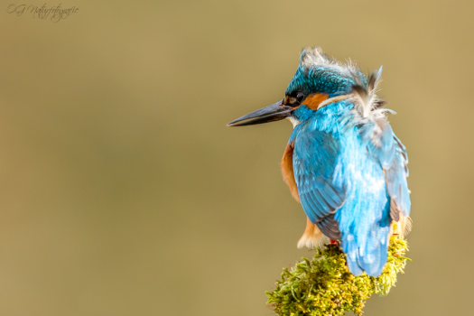 Eisvogel - Kingfisher