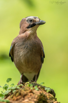 Eichelhäher - Eurasian Jay