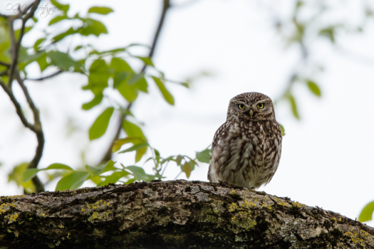 Steinkauz - Little owl