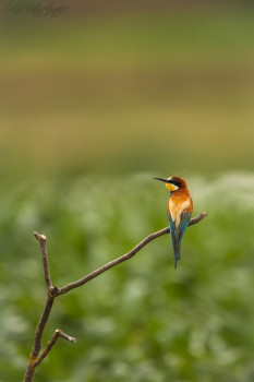 Bienenfresser - Bee-eater