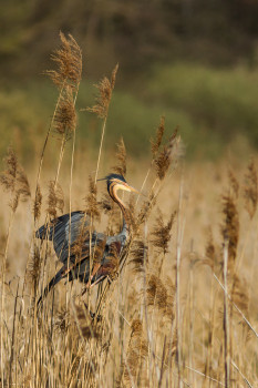 Purpurreiher - Purple Heron