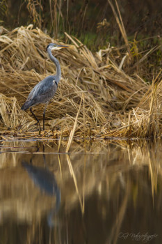 Graureiher - Grey Heron