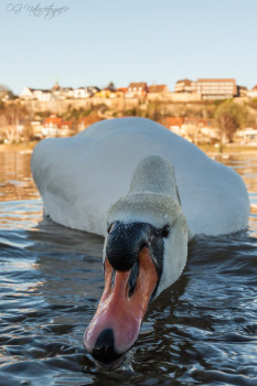 Höckerschwan - Mute Swan