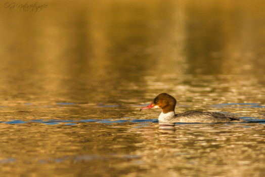 Gänsesäger - Common Merganser