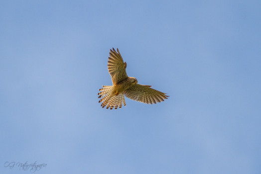 Turmfalke - Kestrel