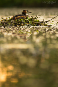 Haubentaucher - Great Crested Grebe
