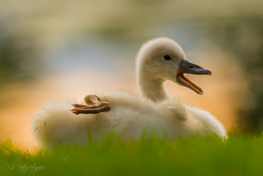 Höckerschwan - Mute Swan