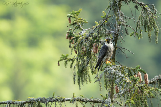 Wanderfalke - Peregrine Falcon