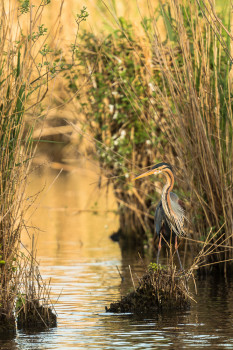 Purpurreiher - Purple Heron