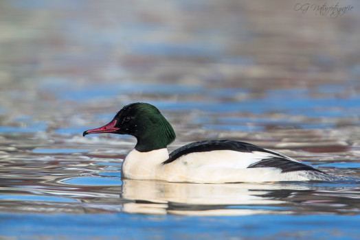 Gänsesäger - Common Merganser