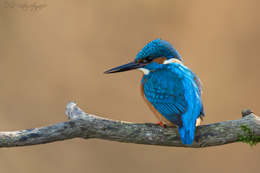 Eisvogel - Kingfisher
