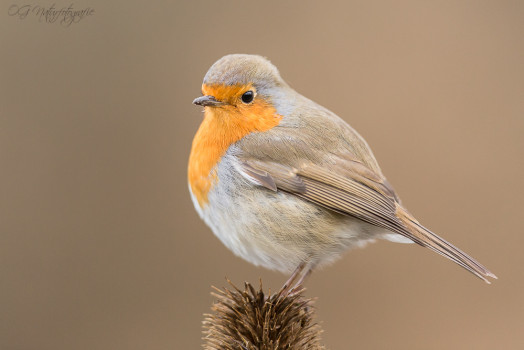Rotkehlchen - Robin