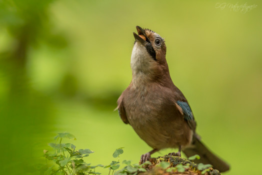Eichelhäher - Eurasian Jay