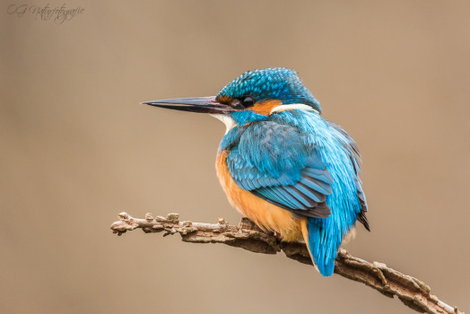 Eisvogel - Kingfisher